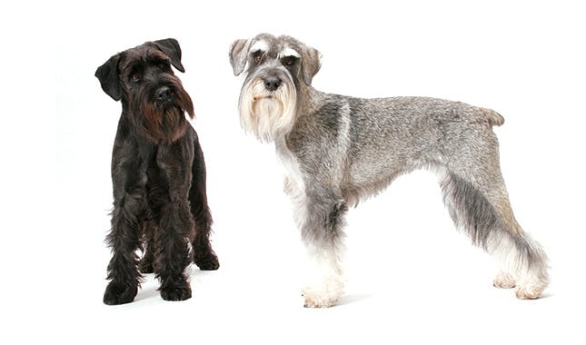 Secondary image of Standard Schnauzer dog breed
