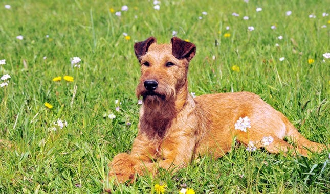 Secondary image of Irish Terrier dog breed