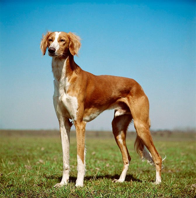 Secondary image of Saluki dog breed