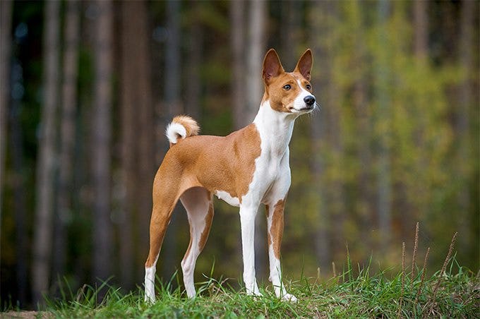 Secondary image of Basenji dog breed