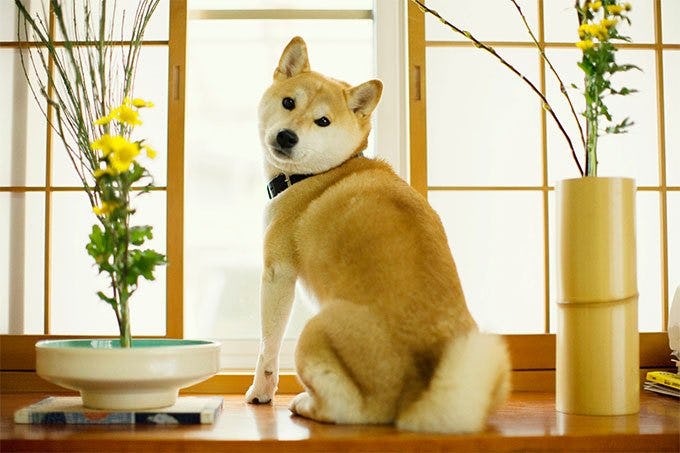 Secondary image of Shiba Inu dog breed