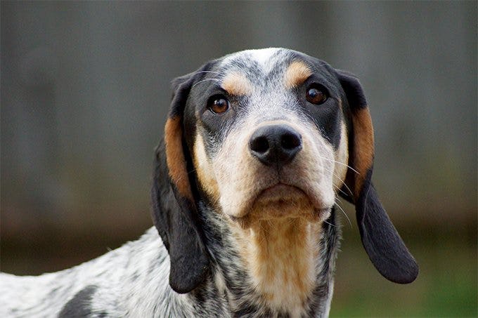 Secondary image of Bluetick Coonhound dog breed