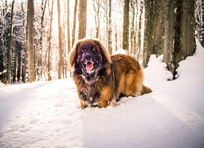 Secondary image of Leonberger dog breed