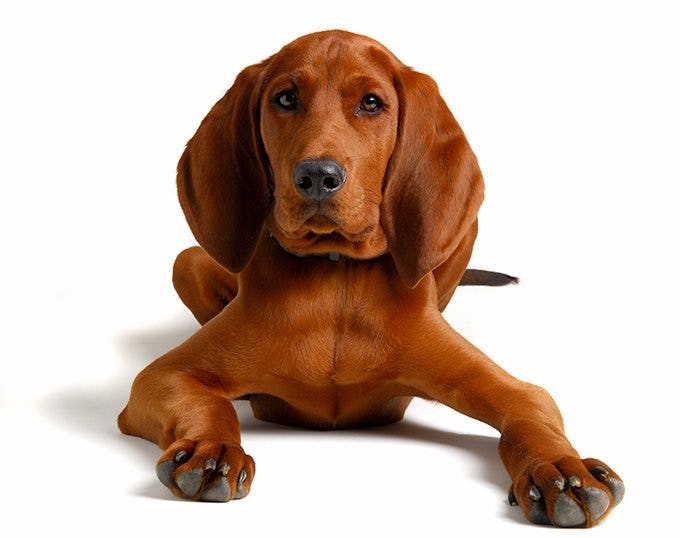 Secondary image of Redbone Coonhound dog breed