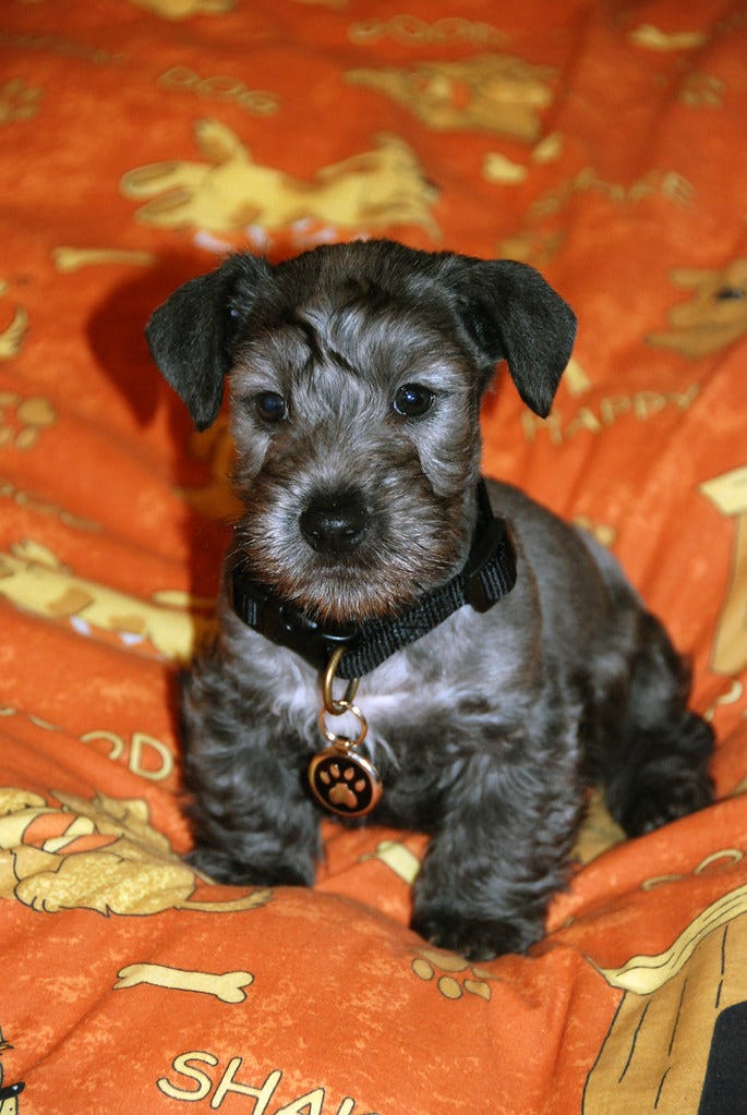 Secondary image of Cesky Terrier dog breed