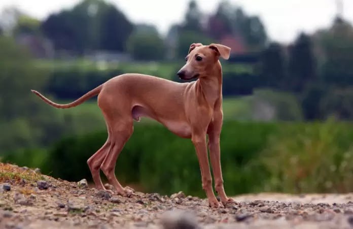 Secondary image of Italian Greyhound dog breed
