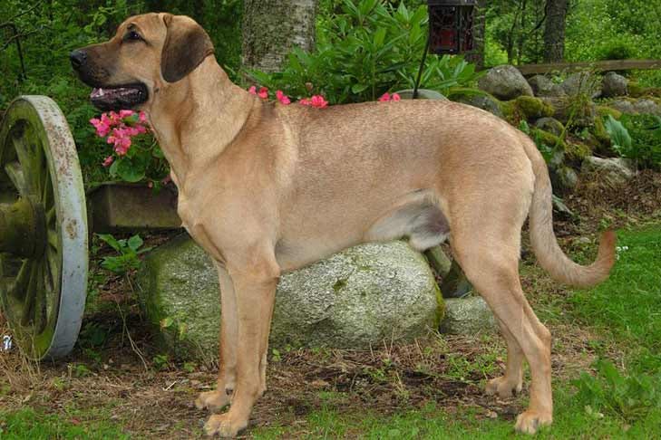 Secondary image of Broholmer dog breed