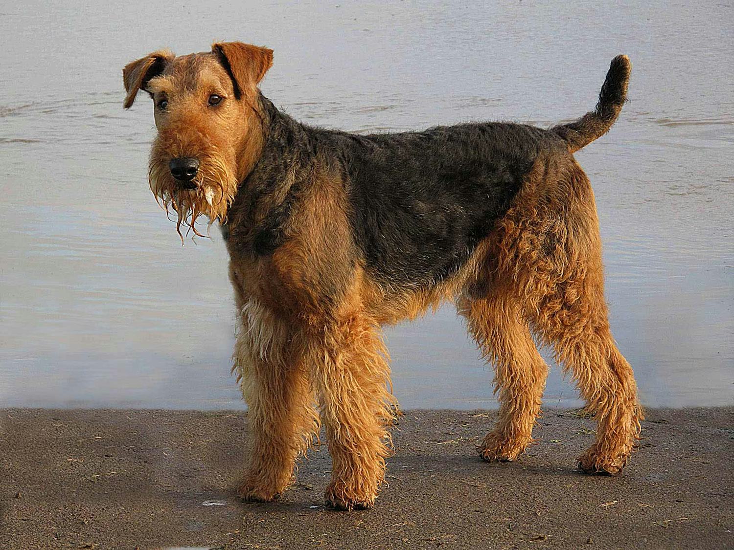 Secondary image of Airedale Terrier dog breed