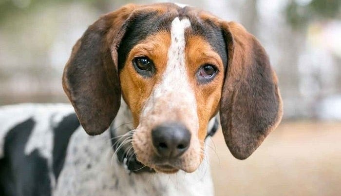 Secondary image of American English Coonhound dog breed
