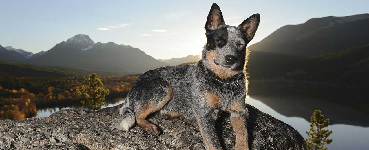 Secondary image of Australian Cattle Dog dog breed