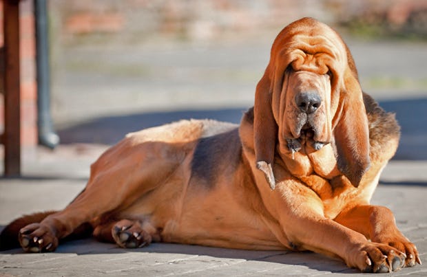 Secondary image of Bloodhound dog breed