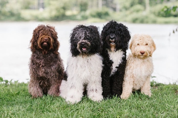 Secondary image of Barbet dog breed