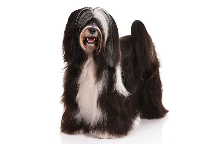 Secondary image of Tibetan Terrier dog breed