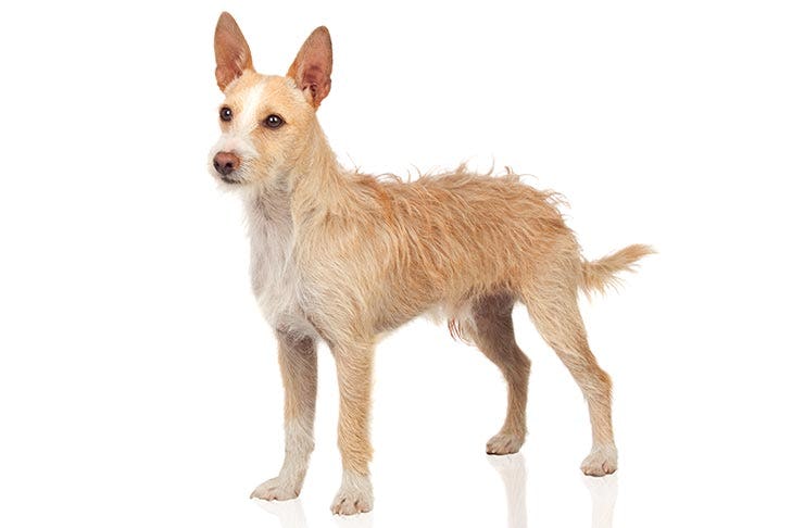 Secondary image of Portuguese Podengo dog breed