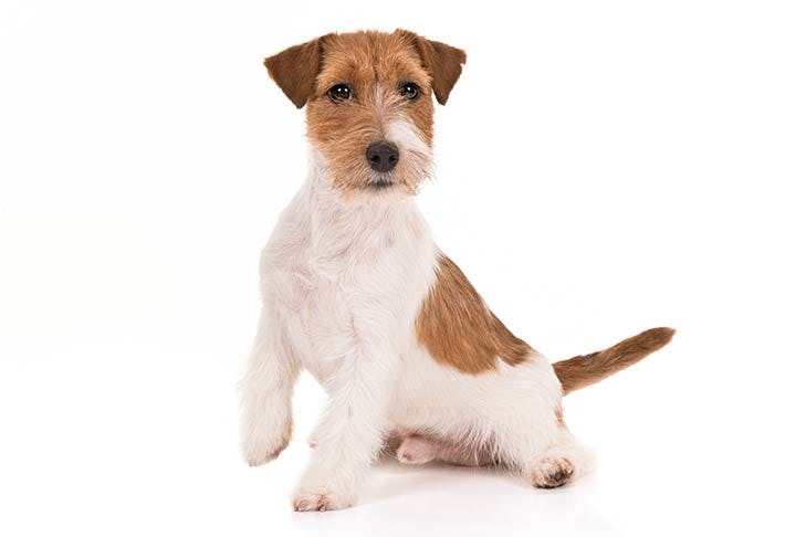 Secondary image of Jack Russell Terrier dog breed