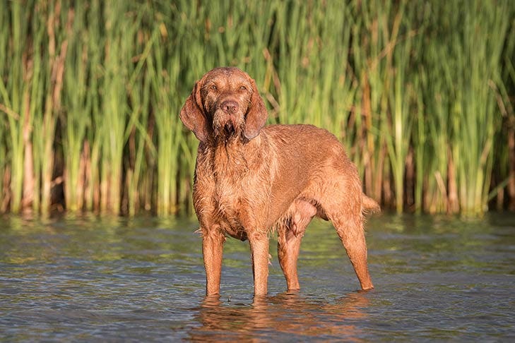 Secondary image of Wirehaired Vizsla dog breed