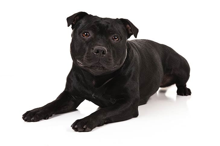 Secondary image of Staffordshire Bull Terrier dog breed