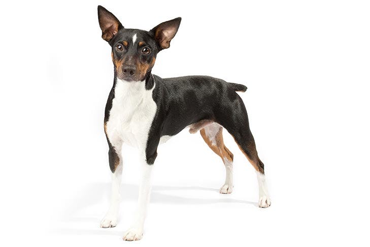 Secondary image of Rat Terrier dog breed