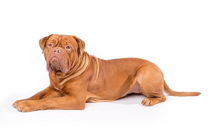 Secondary image of Dogue de Bordeaux  dog breed