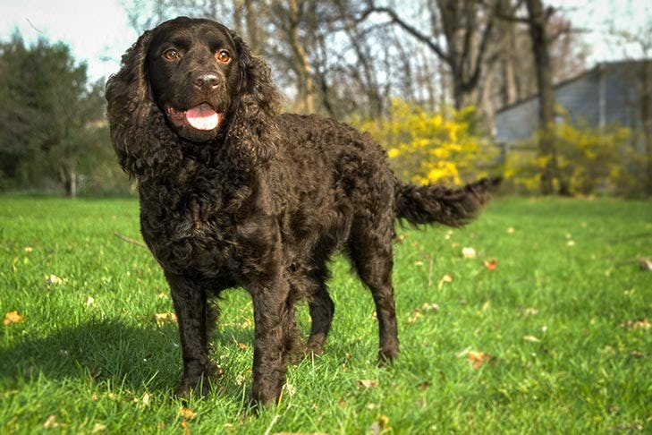 Secondary image of American Water Spaniel dog breed