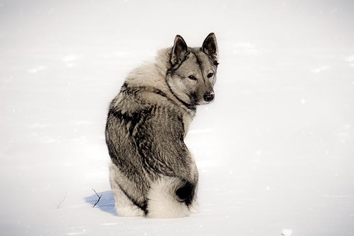 Secondary image of Norwegian Elkhound dog breed
