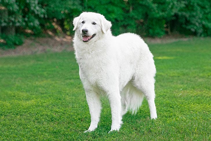Secondary image of Kuvasz dog breed