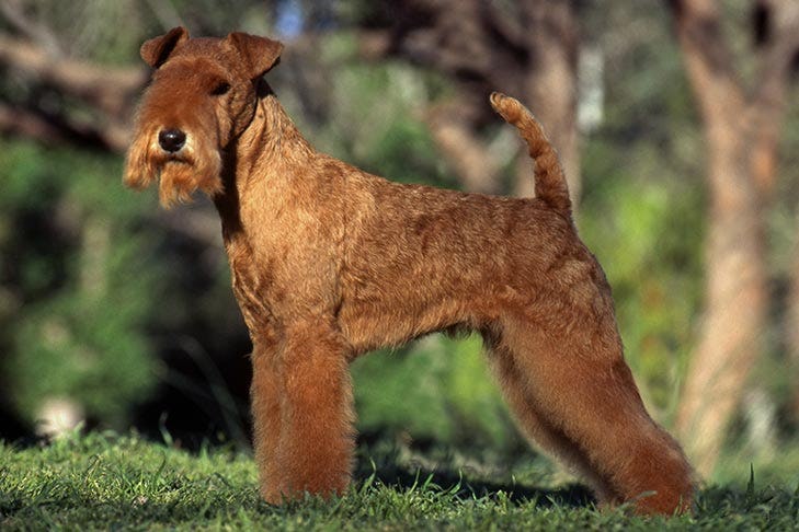 Secondary image of Lakeland Terrier dog breed