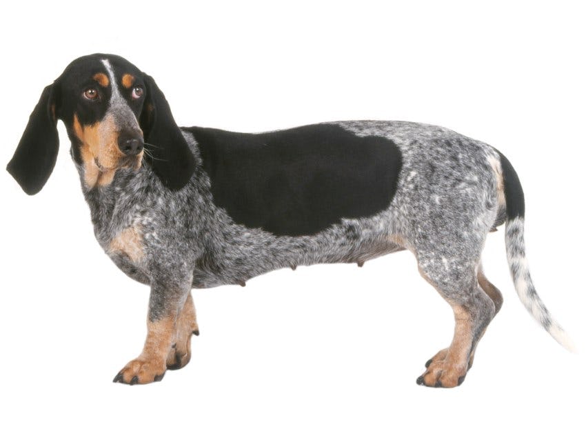 Secondary image of Basset Bleu De Gascogne dog breed