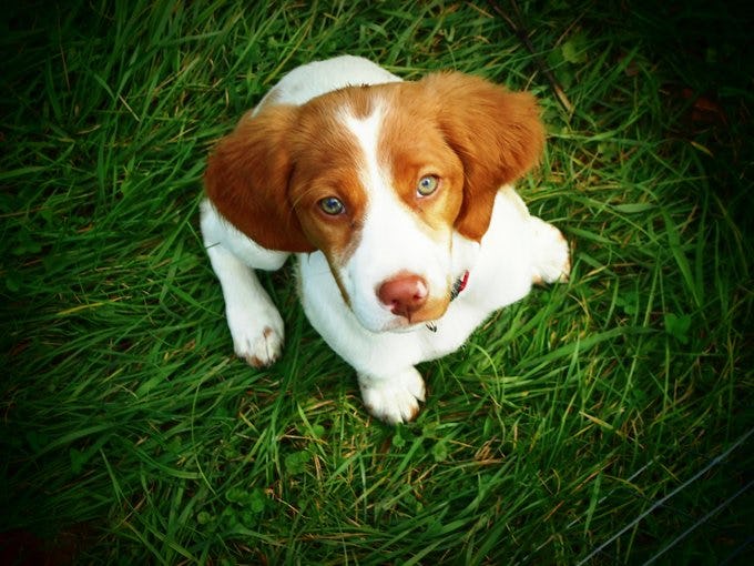 Secondary image of Brittany dog breed