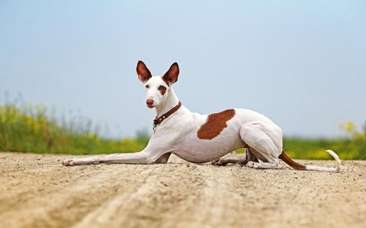 Secondary image of Ibizan Hound dog breed