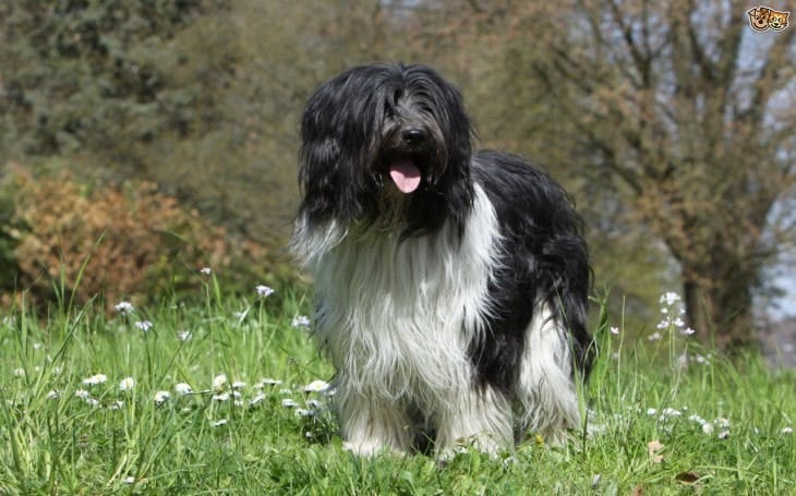 Secondary image of Schapendoes dog breed
