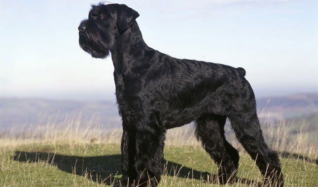 Secondary image of Giant Schnauzer dog breed