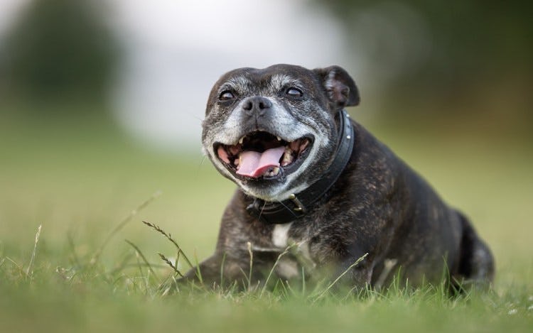 Secondary image of Staffordshire Bull Terrier dog breed