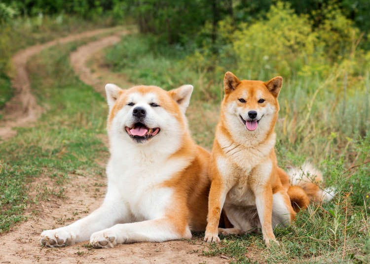 Secondary image of Shiba Inu dog breed