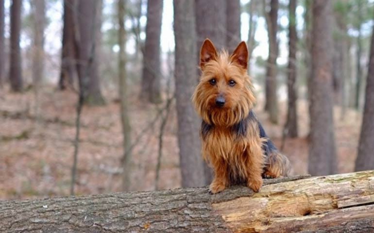 Secondary image of Australian Terrier dog breed