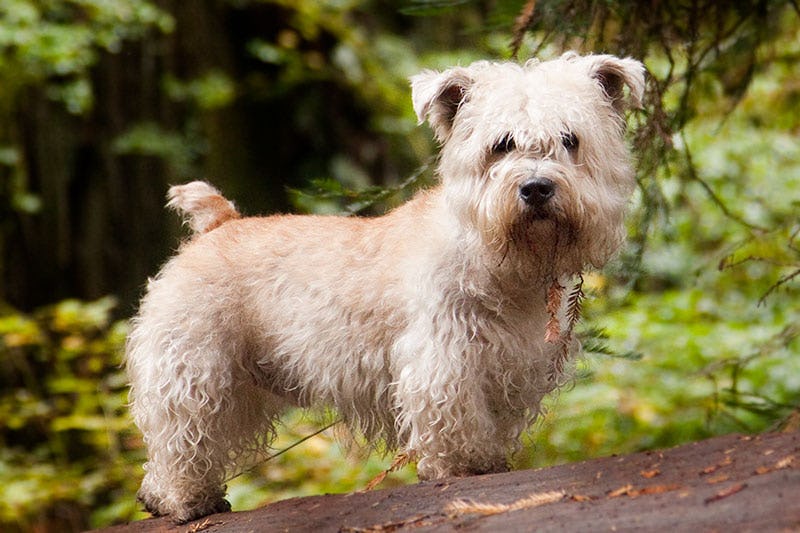 Secondary image of Glen of Imaal Terrier dog breed