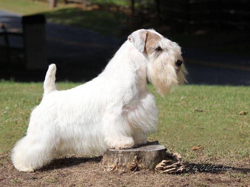 Secondary image of Sealyham Terrier dog breed