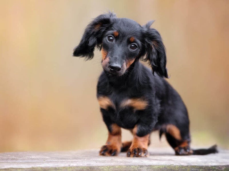 Secondary image of Dachshund dog breed