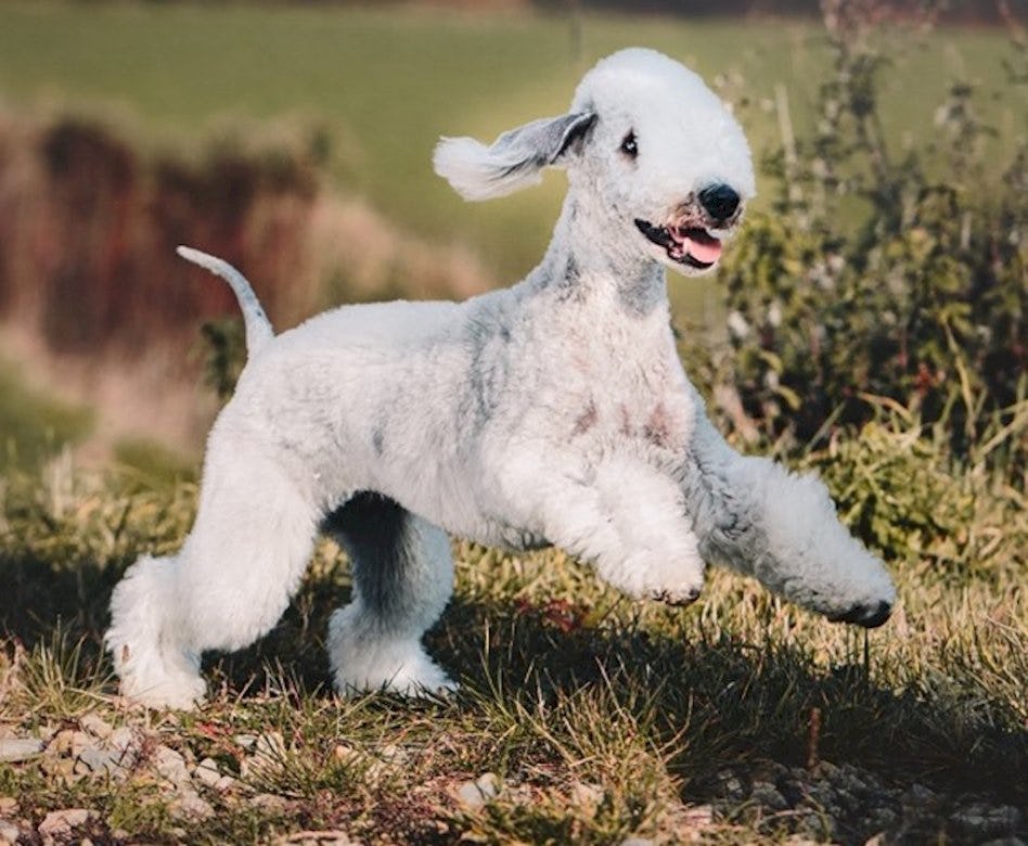 Secondary image of Bedlington Terrier dog breed