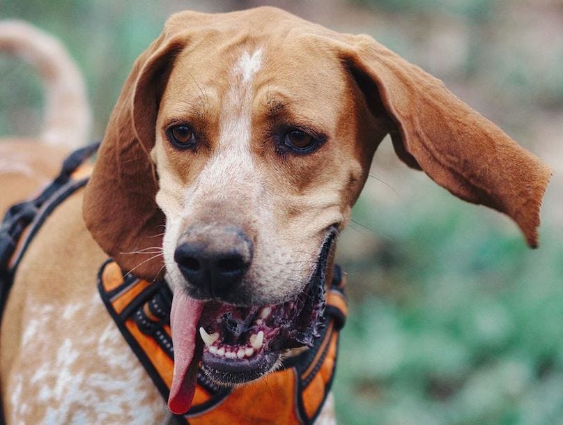 Secondary image of American English Coonhound dog breed