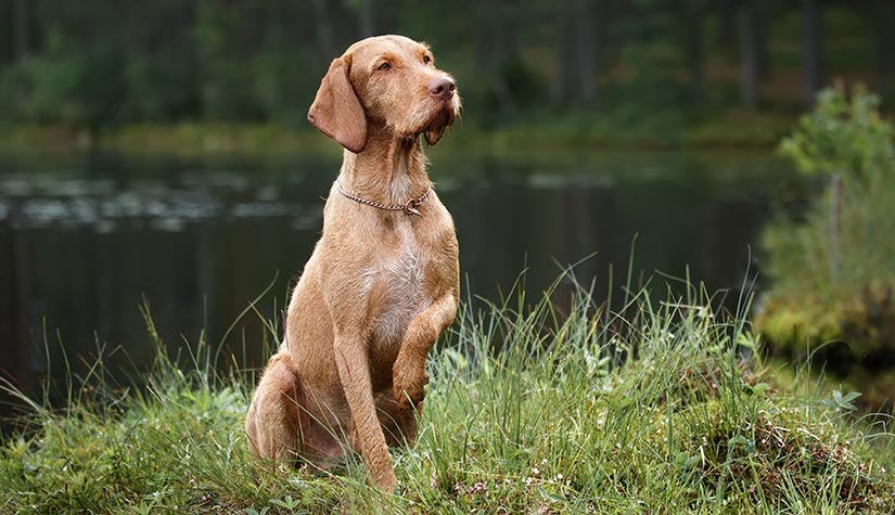 Secondary image of Wirehaired Vizsla dog breed
