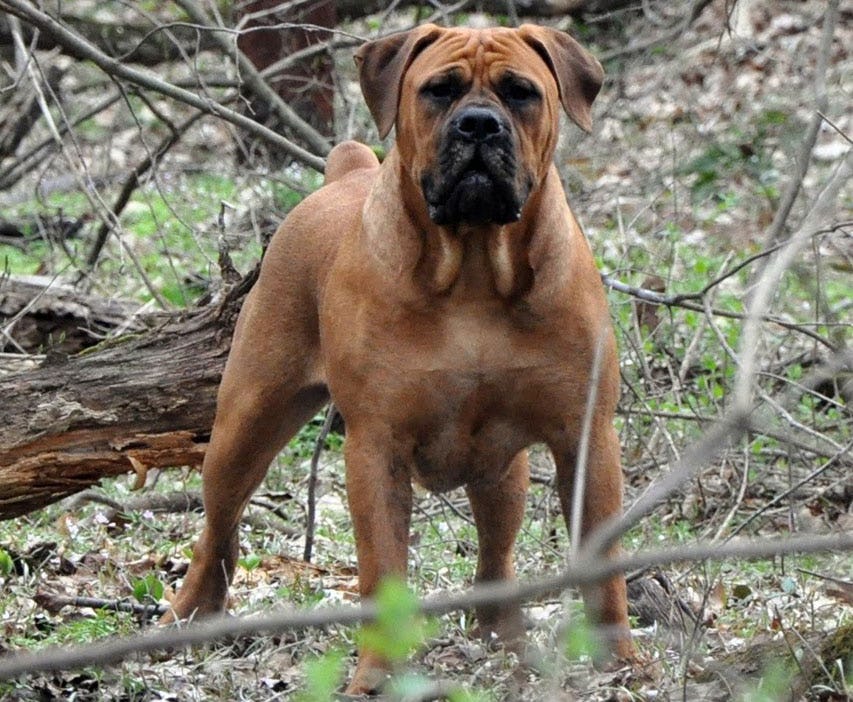 Secondary image of Boerboel dog breed