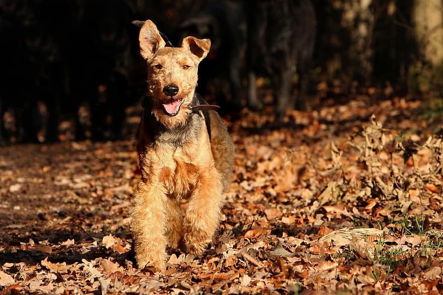 Secondary image of Welsh Terrier dog breed