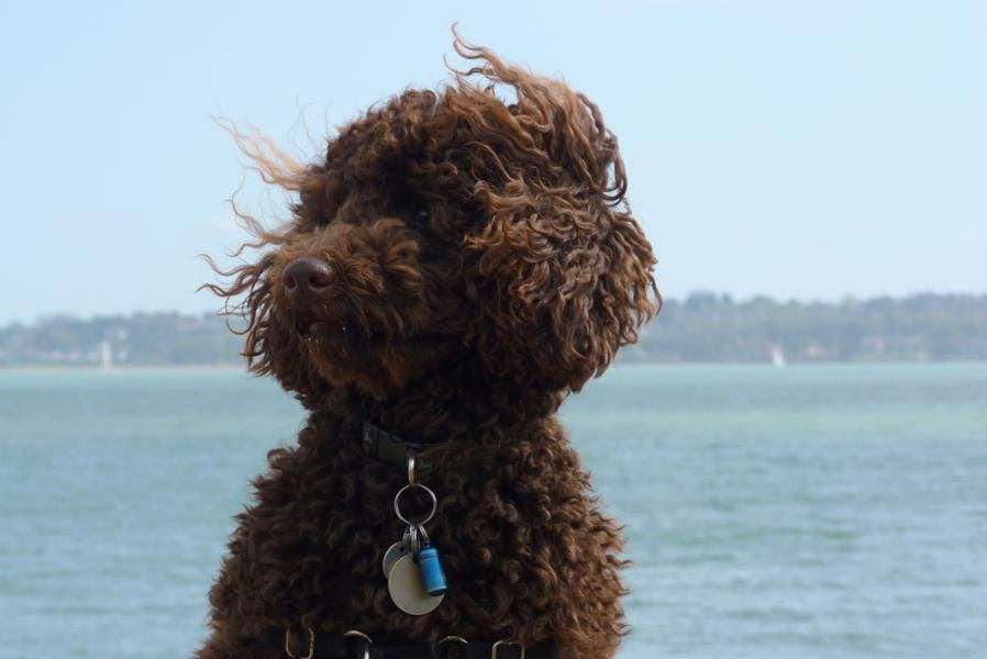 Secondary image of Spanish Water Dog dog breed