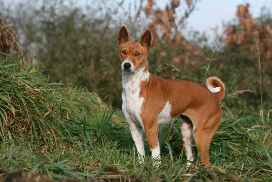 Secondary image of Basenji dog breed