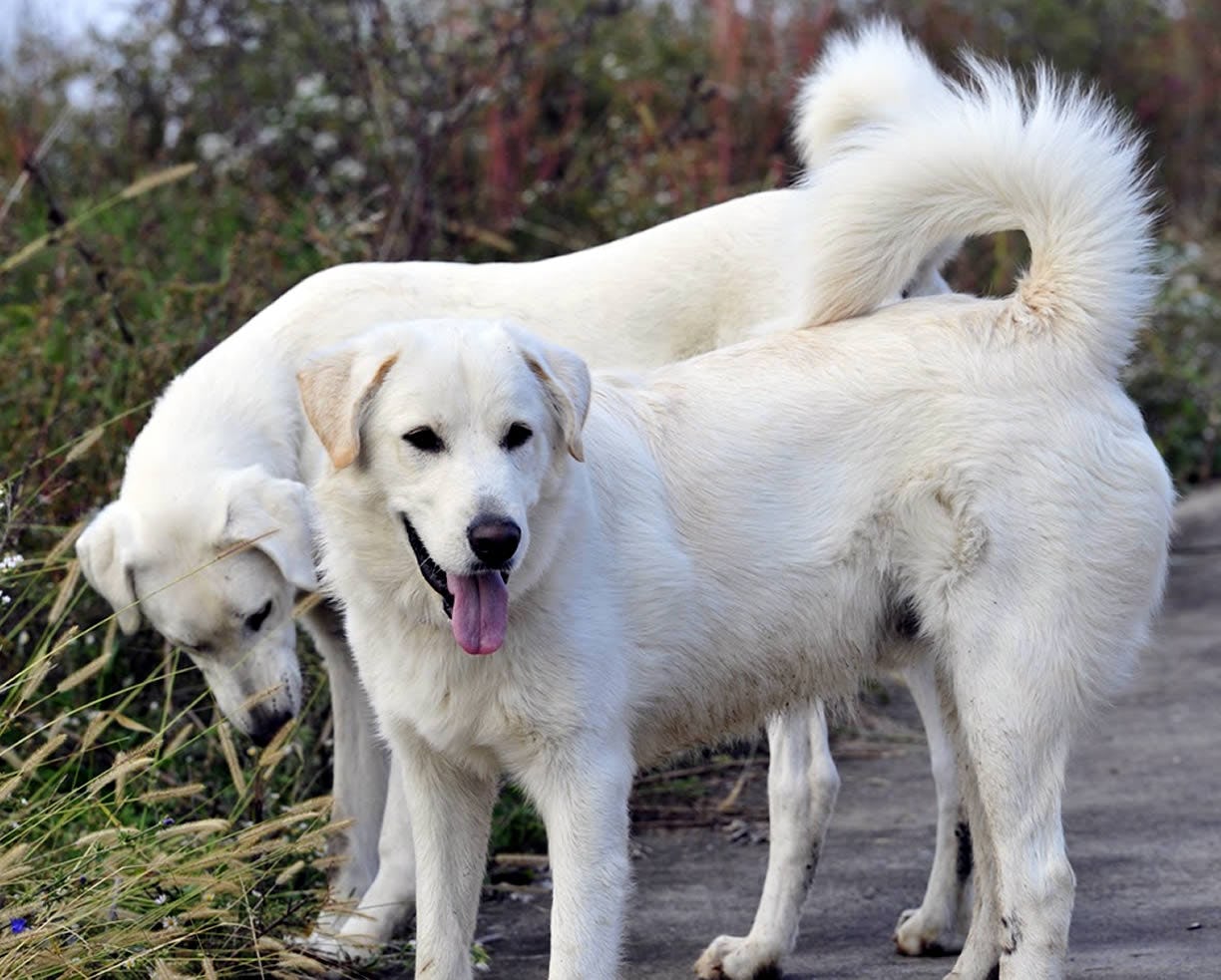 Secondary image of Akbash Dog dog breed