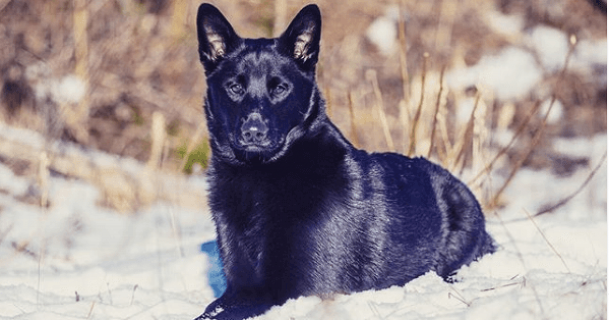 Secondary image of Black Norwegian Elkhound dog breed