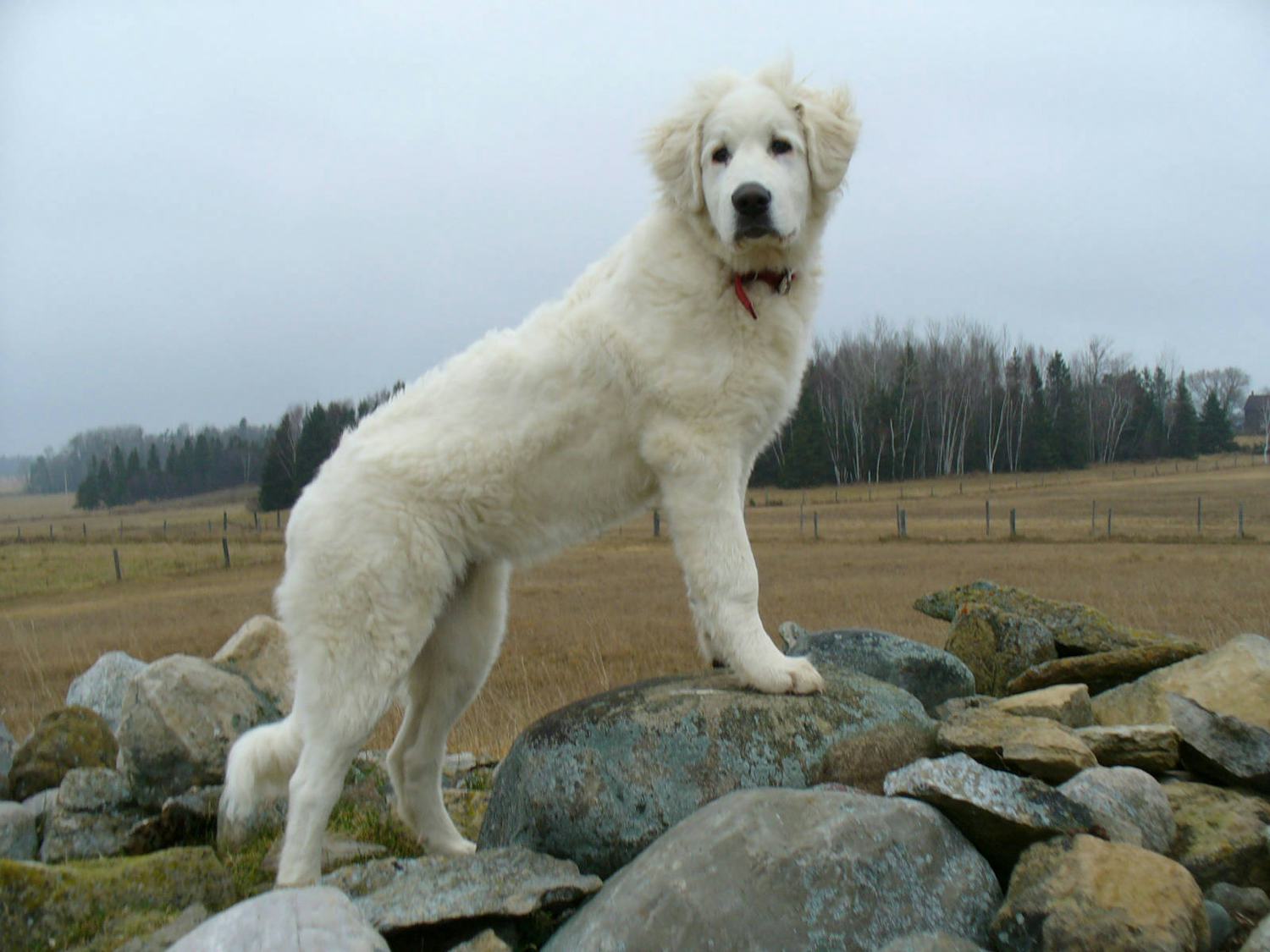 Secondary image of Akbash Dog dog breed