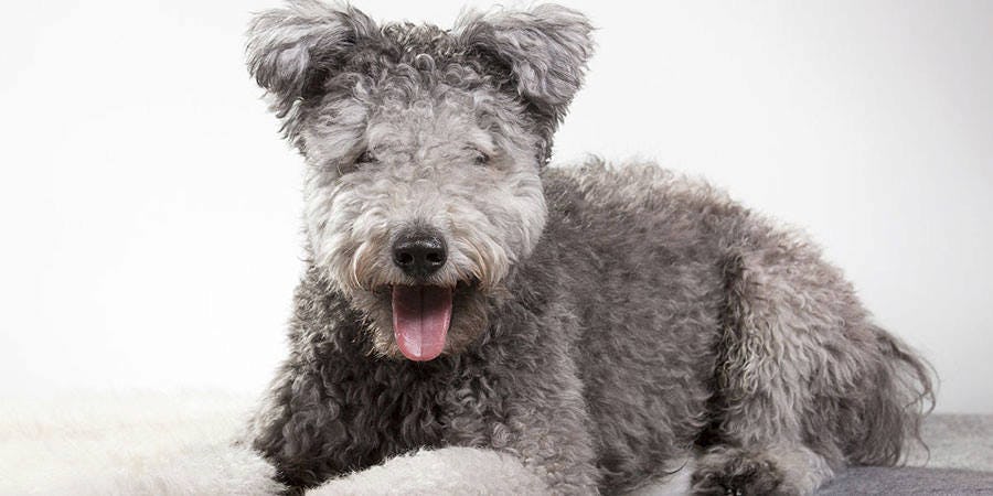 Secondary image of Pumi dog breed