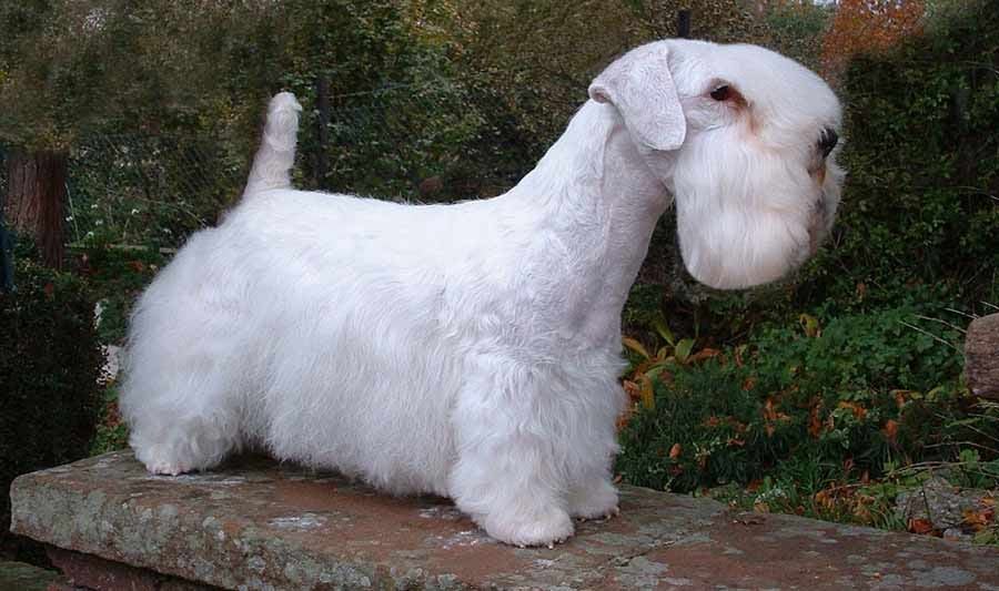 Secondary image of Sealyham Terrier dog breed